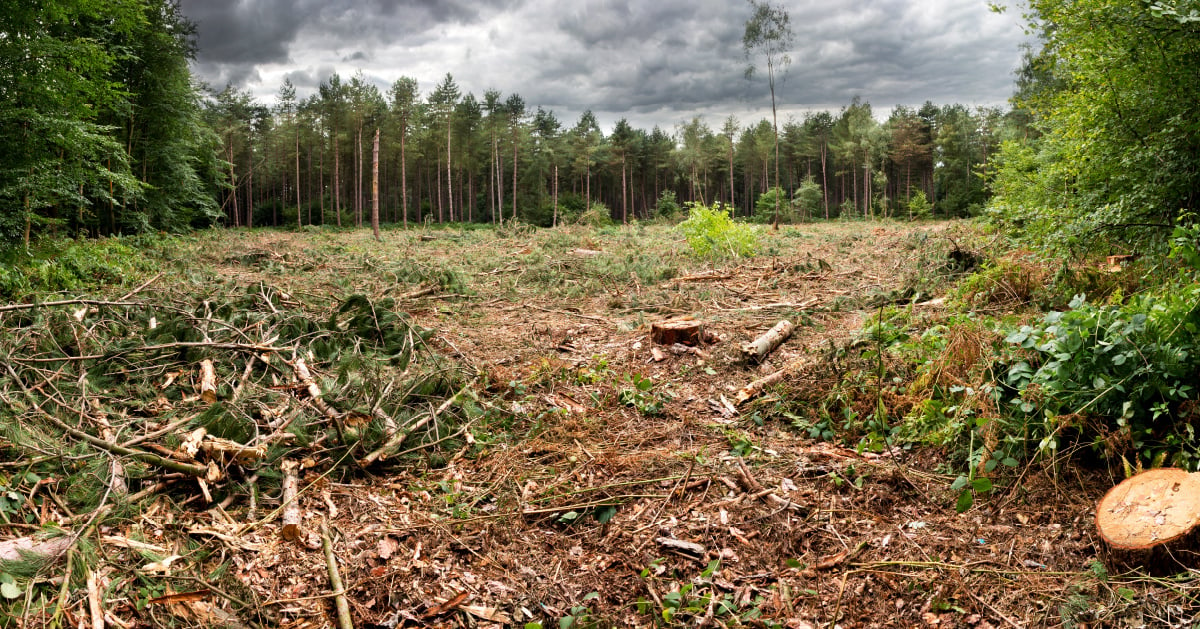 cut-down-trees